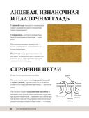 Анатомия носка — фото, картинка — 17