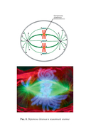 Квантовая биомеханика тела. Методика оздоровления опорно-двигательного аппарата человека. Часть 2 — фото, картинка — 5