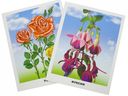 Садовые цветы. 16 обучающих карточек — фото, картинка — 1