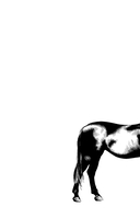 Как-то лошадь входит в бар — фото, картинка — 1