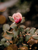 Язык любви цветов: флориография и букеты, говорящие о чувствах — фото, картинка — 1