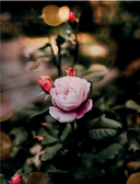 Язык любви цветов: флориография и букеты, говорящие о чувствах — фото, картинка — 9