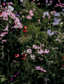 Язык любви цветов: флориография и букеты, говорящие о чувствах — фото, картинка — 10