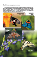 Бабочки. Иллюстрированный гид — фото, картинка — 11