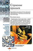 Бабочки. Иллюстрированный гид — фото, картинка — 12