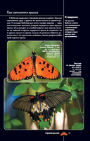 Бабочки. Иллюстрированный гид — фото, картинка — 13