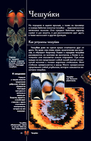 Бабочки. Иллюстрированный гид — фото, картинка — 14