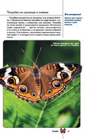 Бабочки. Иллюстрированный гид — фото, картинка — 15