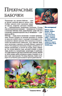 Бабочки. Иллюстрированный гид — фото, картинка — 3