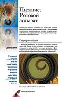 Бабочки. Иллюстрированный гид — фото, картинка — 4