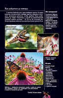 Бабочки. Иллюстрированный гид — фото, картинка — 5