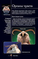 Бабочки. Иллюстрированный гид — фото, картинка — 6