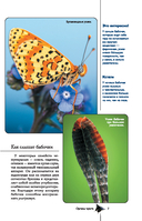 Бабочки. Иллюстрированный гид — фото, картинка — 7