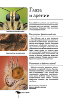 Бабочки. Иллюстрированный гид — фото, картинка — 8