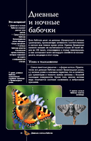 Бабочки. Иллюстрированный гид — фото, картинка — 10
