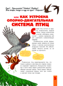 Птицы. Биология. Физиология — фото, картинка — 5