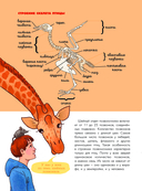 Птицы. Биология. Физиология — фото, картинка — 6