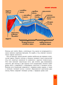 Птицы. Биология. Физиология — фото, картинка — 9