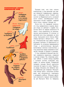 Птицы. Биология. Физиология — фото, картинка — 10