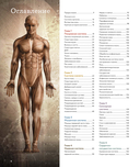 Анатомия человека. Визуальный гид по всем системам организма: норма и патологии — фото, картинка — 1