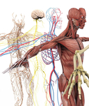 Анатомия человека. Визуальный гид по всем системам организма: норма и патологии — фото, картинка — 3
