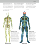 Анатомия человека. Визуальный гид по всем системам организма: норма и патологии — фото, картинка — 6