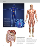 Анатомия человека. Визуальный гид по всем системам организма: норма и патологии — фото, картинка — 7