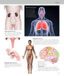 Анатомия человека. Визуальный гид по всем системам организма: норма и патологии — фото, картинка — 8
