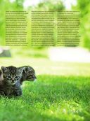 Кошки. Самая полная иллюстрированная энциклопедия — фото, картинка — 5