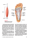 Спортивный массаж и вспомогательные приемы — фото, картинка — 21