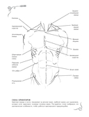 Анатомия для художников. Экспресс-курс + скетчбук — фото, картинка — 12