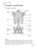 Анатомия для художников. Экспресс-курс + скетчбук — фото, картинка — 8