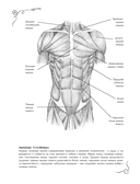 Анатомия для художников. Экспресс-курс + скетчбук — фото, картинка — 10