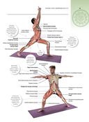 Анатомия и йога — фото, картинка — 12