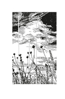 Звездные короли — фото, картинка — 1