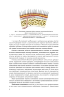 Краткий курс топографической анатомии — фото, картинка — 6