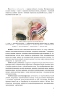 Краткий курс топографической анатомии — фото, картинка — 9