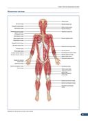 Анатомия мышц. Иллюстрированный справочник — фото, картинка — 7