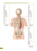 Анатомия мышц. Иллюстрированный справочник — фото, картинка — 9