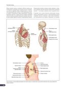 Анатомия мышц. Иллюстрированный справочник — фото, картинка — 10