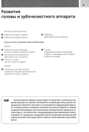 Анатомия головы и зубочелюстного аппарата — фото, картинка — 3