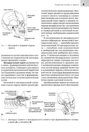 Анатомия головы и зубочелюстного аппарата — фото, картинка — 5