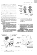 Анатомия головы и зубочелюстного аппарата — фото, картинка — 7