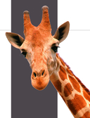 Атлас Земли. Животные, растения, грибы, бактерии, минералы и другие сокровища нашей планеты — фото, картинка — 4