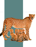 Атлас Земли. Животные, растения, грибы, бактерии, минералы и другие сокровища нашей планеты — фото, картинка — 8