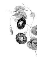 Непокорные — фото, картинка — 1