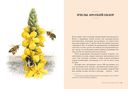 Пчелы: Что человек и пчела значат друг для друга — фото, картинка — 2