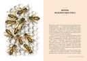 Пчелы: Что человек и пчела значат друг для друга — фото, картинка — 6