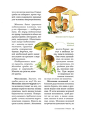 Цезарь и его мухомор (истории из жизни грибов) — фото, картинка — 4