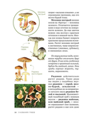 Цезарь и его мухомор (истории из жизни грибов) — фото, картинка — 5